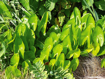 Sagittaria latifolia in Mörtelkübelkultur: Die Blätter werden zur Sonne orientiert und stehen nahezu parallel.