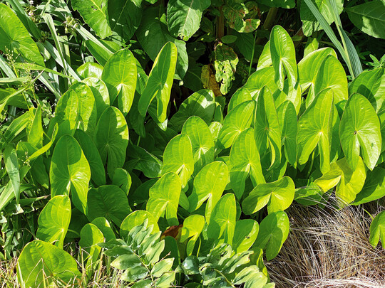 Sagittaria latifolia in M�rtelk�belkultur: Die Bl�tter werden zur Sonne orientiert und stehen nahezu parallel.