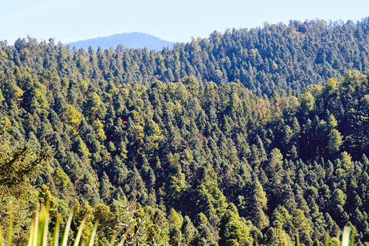 Die Heilige Tanne (Abies religiosa) bildet im zentralen Hochland von Mexiko auf �ber 3.000 m bisweilen ausgedehnte W�lder, hier am �berwinterungsort der Monarchfalter in der Sierra Chincua, Michoac�n, 3.400 m.