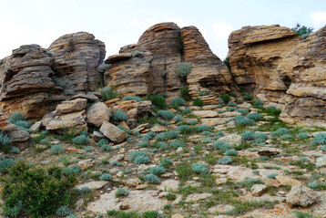 Ein schönes Beispiel für zukünftige Verwendungsmöglichkeit graublättriger Artemisia frigida