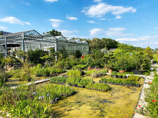 Die neue Anlage in Radewege ist mit modernen Gew�chsh�usern, Anzuchtbeeten und Teichen ausgestattet. 