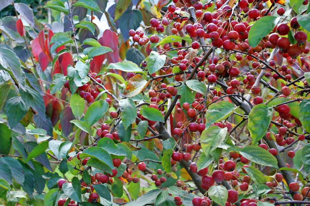 Die kleinen Zier�pfelchen sind f�r V�gel perfektes Winterfutter, denn die Steinfr�chte bleiben sehr lange am Baum. F�r uns Menschen l�sst sich aus den kirschgro�en Fr�chten k�stliches Gelee oder Most herstellen.