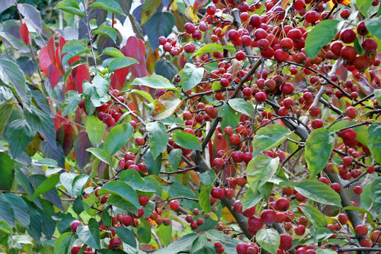 Die kleinen Zier�pfelchen sind f�r V�gel perfektes Winterfutter, denn die Steinfr�chte bleiben sehr lange am Baum. F�r uns Menschen l�sst sich aus den kirschgro�en Fr�chten k�stliches Gelee oder Most herstellen.