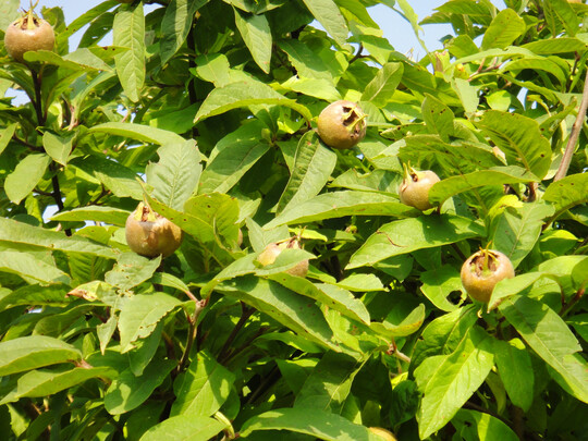 �u�erst gesund sind die Vitamin-C-reichen Fr�chte der Echten Mispel (Mespilus germanica). Ihr Geschmack wird als Mischung aus Birne, Feige und Dattel beschrieben.