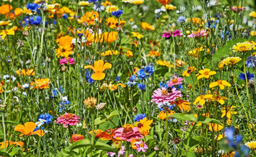„Peters Farbexplosion“ heißt diese Sommerblumenmischung zum 75-Jahr-Jubiläum von Kiepenkerl