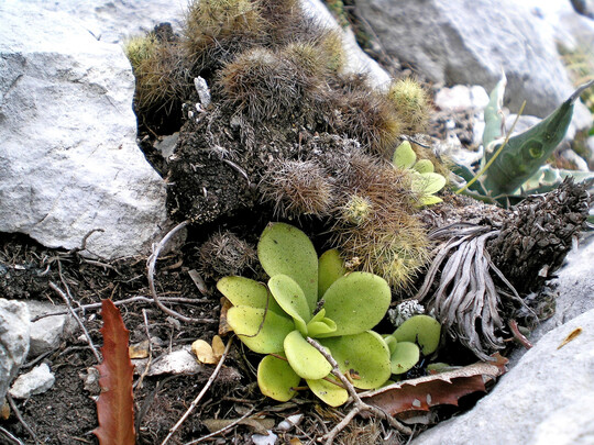 Pinguicula agnata w�chst in Mexiko oft zusammen mit anderen Sukkulenten wie Kakteen und Agaven.