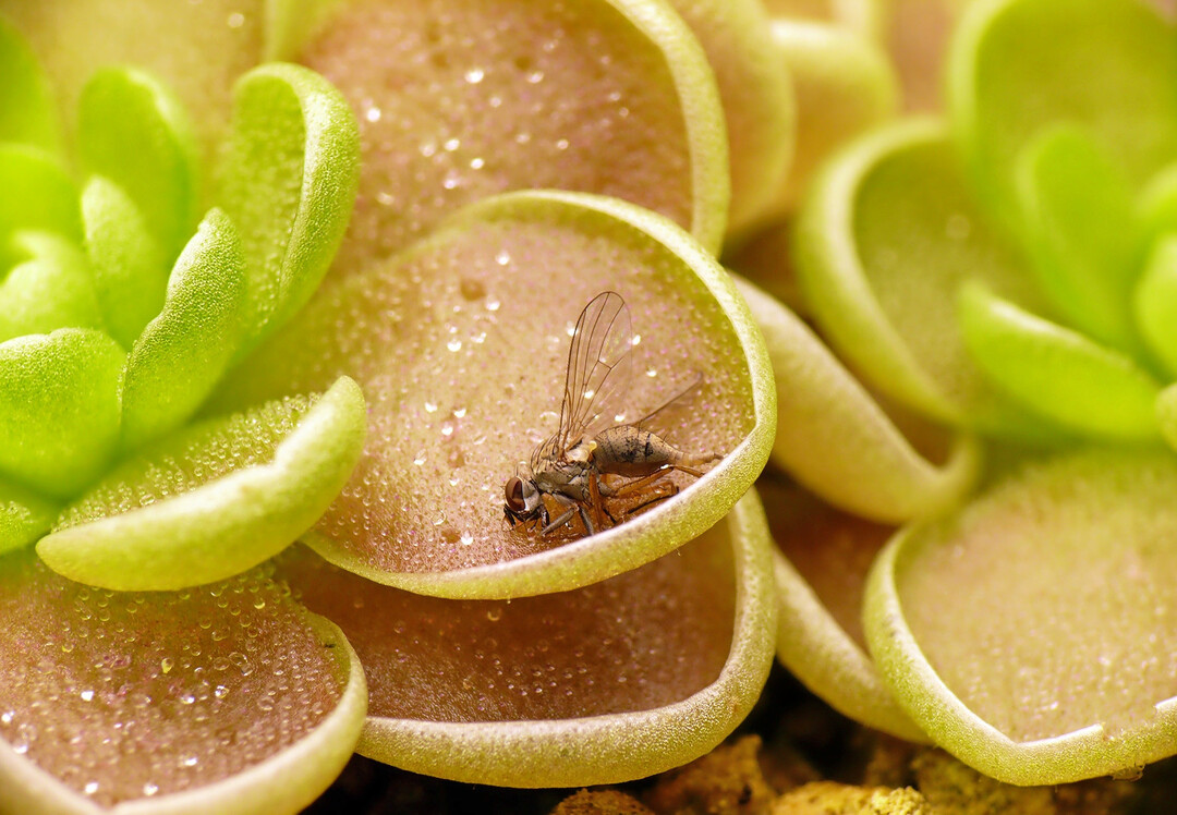 Insektenfalle und Wasserspeicher: die sukkulenten Bl�tter von Pinguicula esseriana aus Mexiko