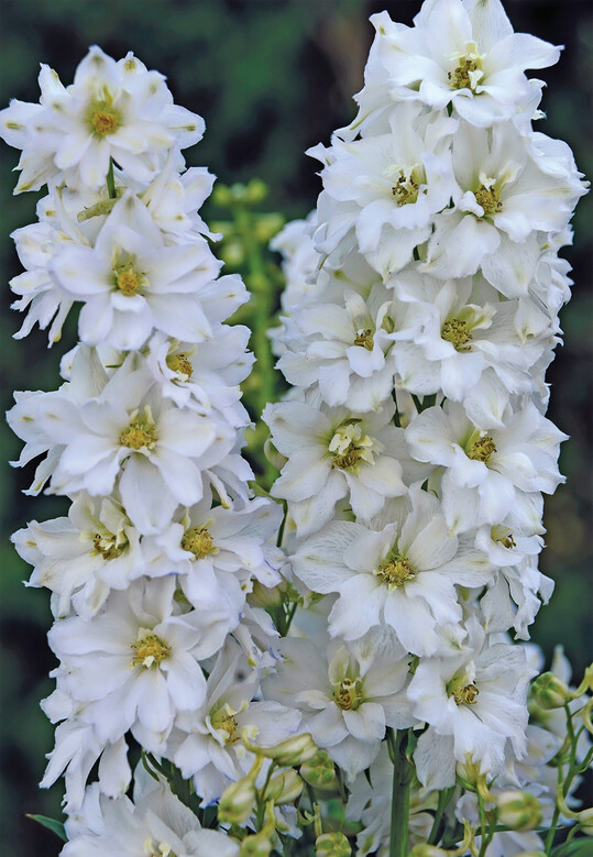 Delphinium Elatum F1 New Dawn