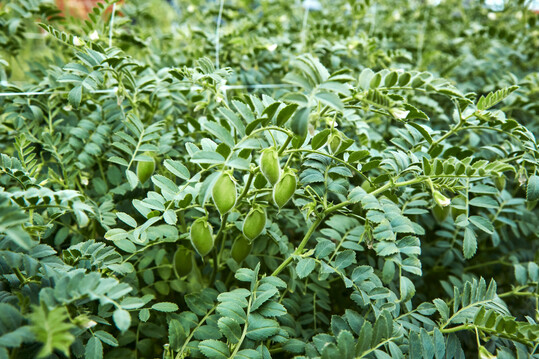 Kichererbse Vittoria