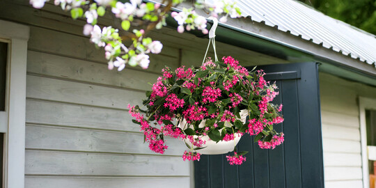 Pentas lanceolata Graffiti Falls