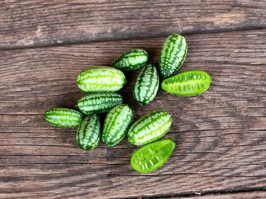 Melothria Minigurke Mexikanische