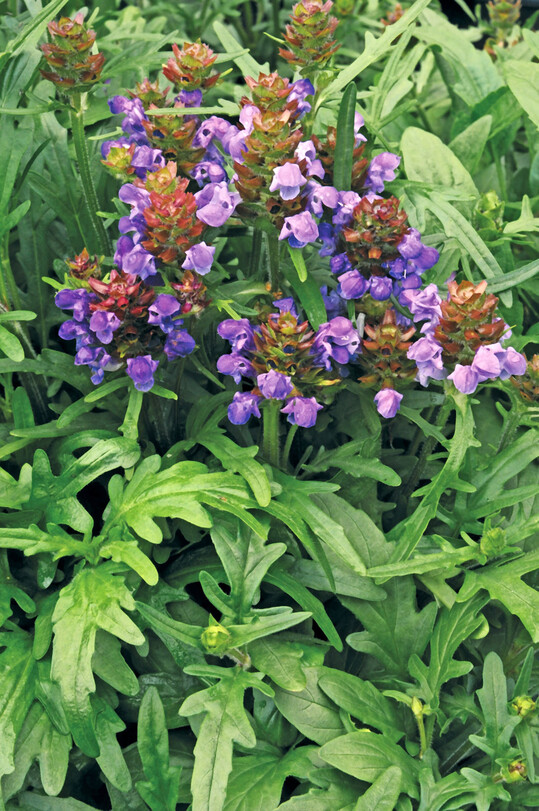 Prunella  x webbiana Blue Spider