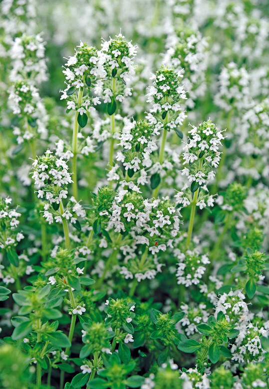 Thymus serpyllum Snowthyme