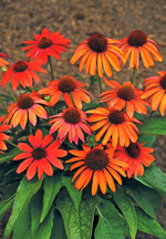 ’Mellow Scarlets’