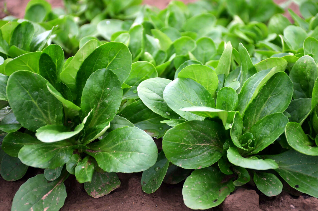 Feldsalat �Clarabell�