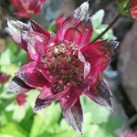 Astrantia major Crimson Giant