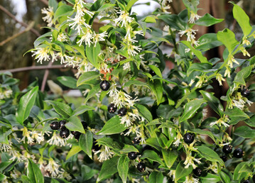 Die Aufrechte Fleischbeere (Sarcococca confusa) mit Bl�ten und zugleich reifen Fr�chten