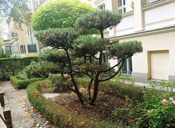 Eine Bonsai-Kiefer, bei der schon zu erkennen ist, dass die oberen Astpartien zu dominant werden und die unteren �Teller� zu verkahlen beginnen