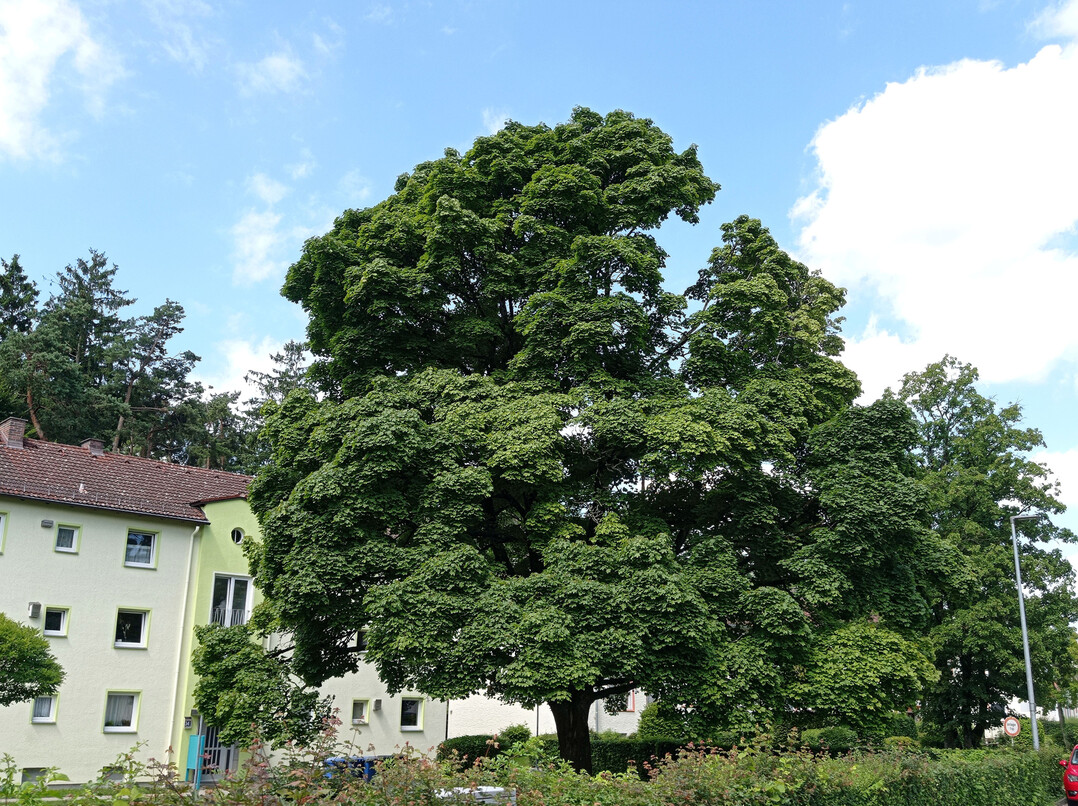 Ein wunderschöner Anblick: ein freistehender Spitz-Ahorn (Acer platanoides) mit arttypischem Habitus