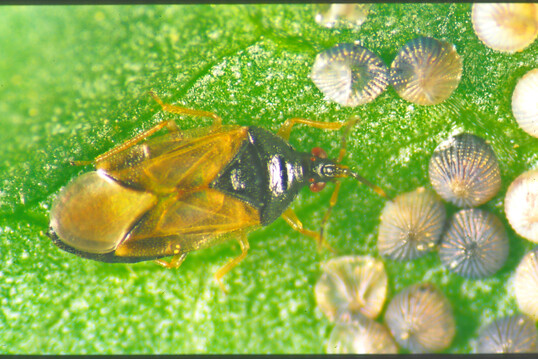 Orius majusculus an Kohleuleneiern