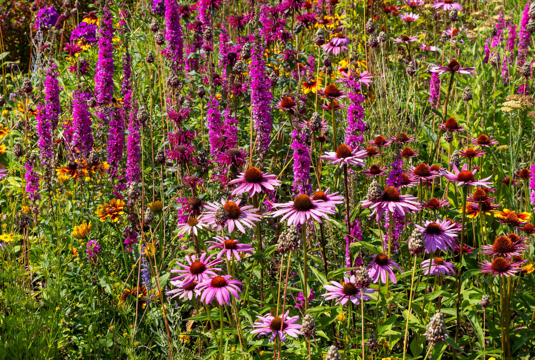 Staudenbeet mit heimischen und nicht heimischen Arten
