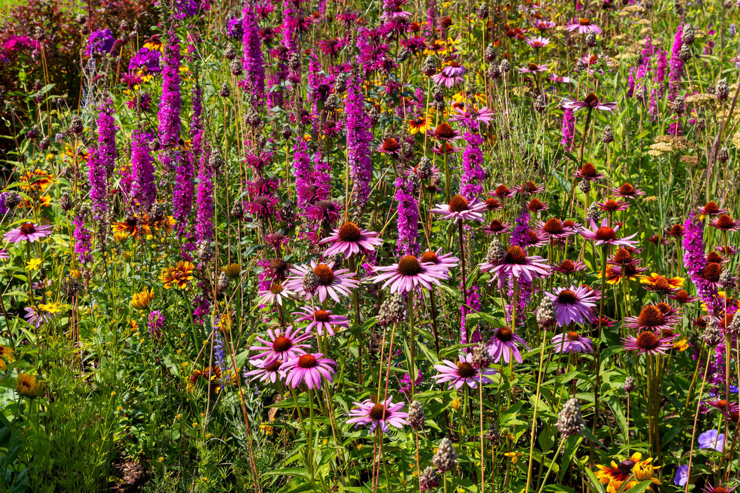 Staudenbeet mit heimischen und nicht heimischen Arten