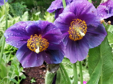 Meconopsis �Himalayan Velvet�