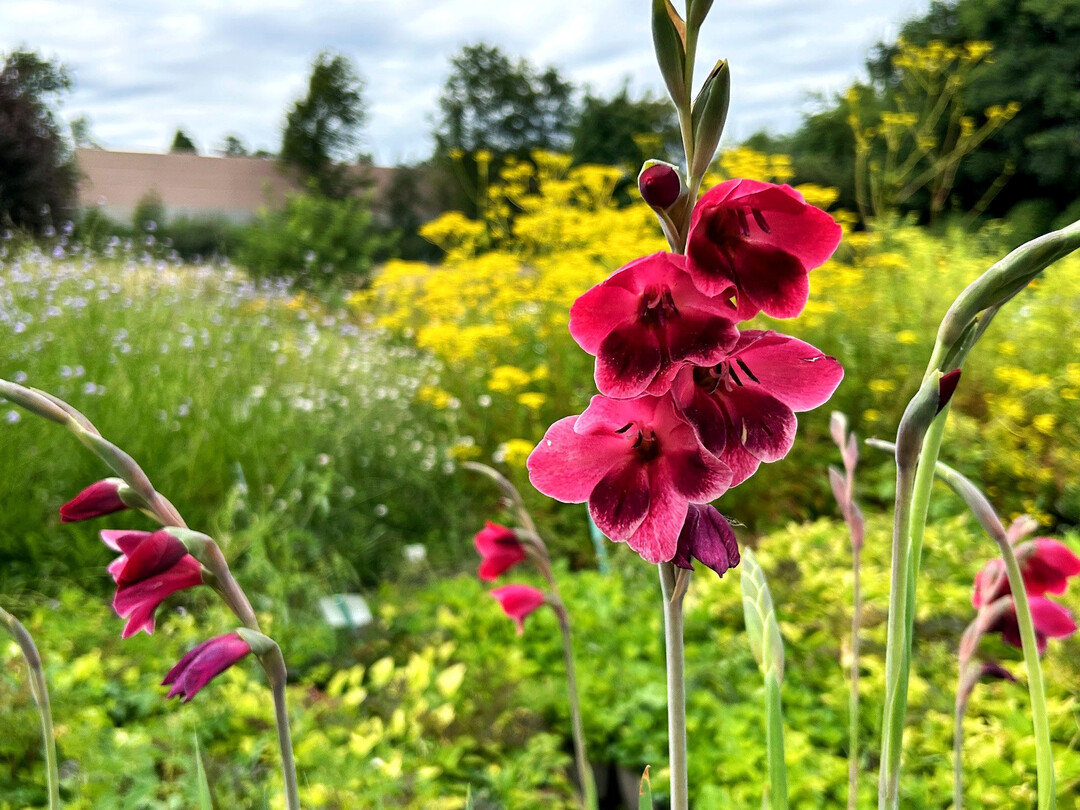 Schmetterlings-Gladiole, Gladiolus papilio �Ruby�