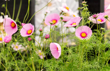 Cosmos Fondant Fancy