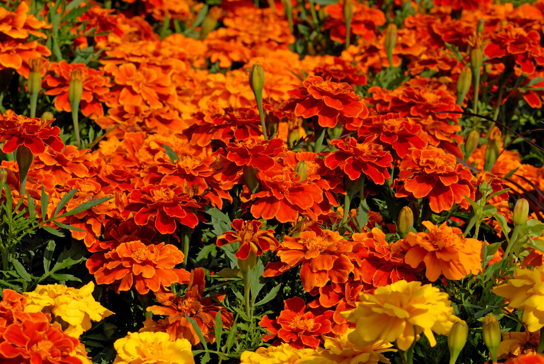 Tagetes patula "Safari Red"