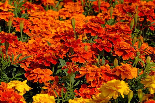Tagetes patula "Safari Red"