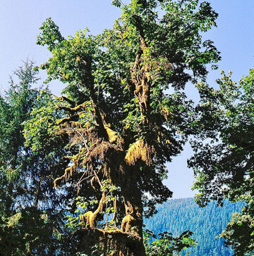 Oregon-Ahorn (Acer macrophyllum) typischerweise epiphytenbeladen im Regenwald des Hoh River Valley, Olympic Nationalpark, Washington