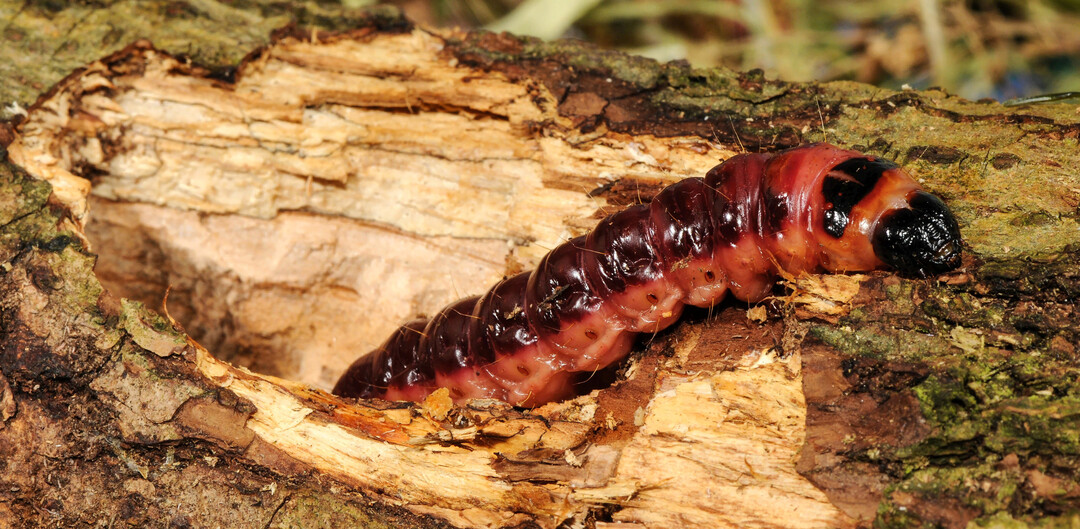 Bis zu vier Jahre durchl�chern die Raupen der Weidenbohrer beim Fressen den Stamm der B�ume, bis sie sich verpuppen.