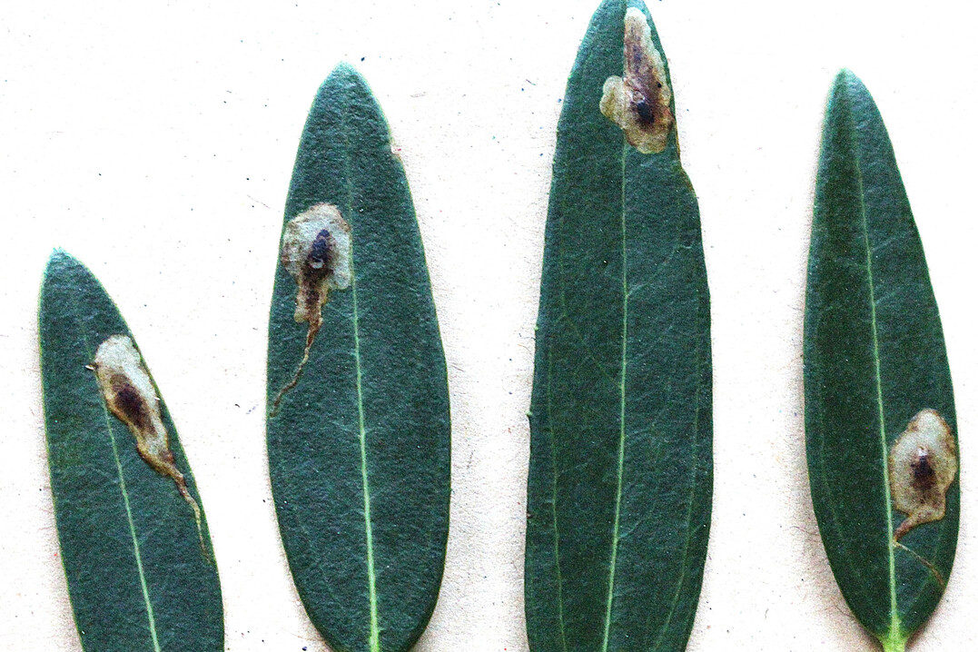 Minen der Minierfliege am Laub der Schmalblättrigen Steinlinde