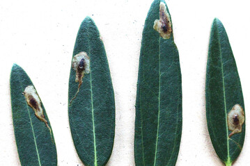 Minen der Minierfliege am Laub der Schmalblättrigen Steinlinde