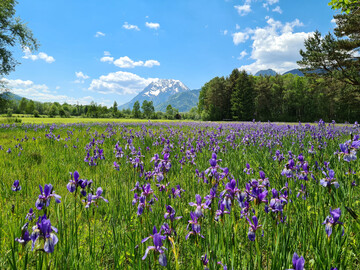 Iris sibirica am Naturstandort im steirischen Ennstal