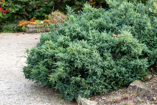 Alpen-Steineibe (Podocarpus lawrencei "Blue Gem")