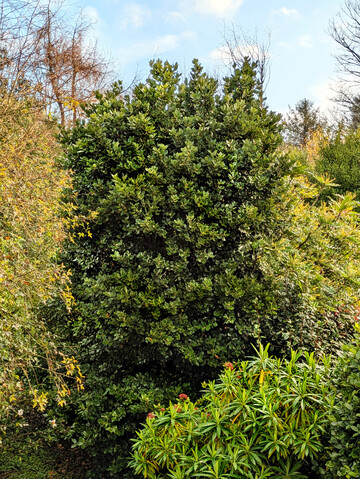 Ohne ihn ist der Lorbeerwald nicht denkbar: Azoren-Lorbeer (Laurus azorica).