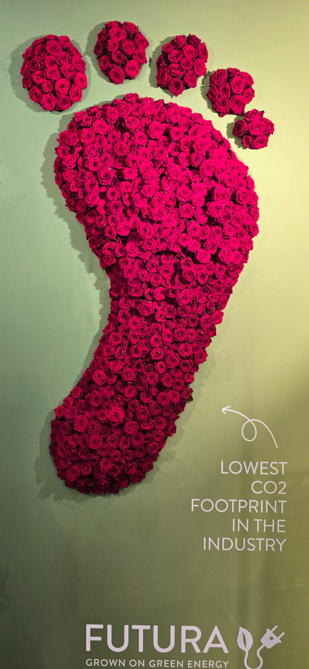 Die "Futura"-Rosen haben einen geringen CO2-Fu�abdruck in der Produktion bei Porta Nova, einem Zusammenschluss von drei Familienunternehmen in den Niederlanden.