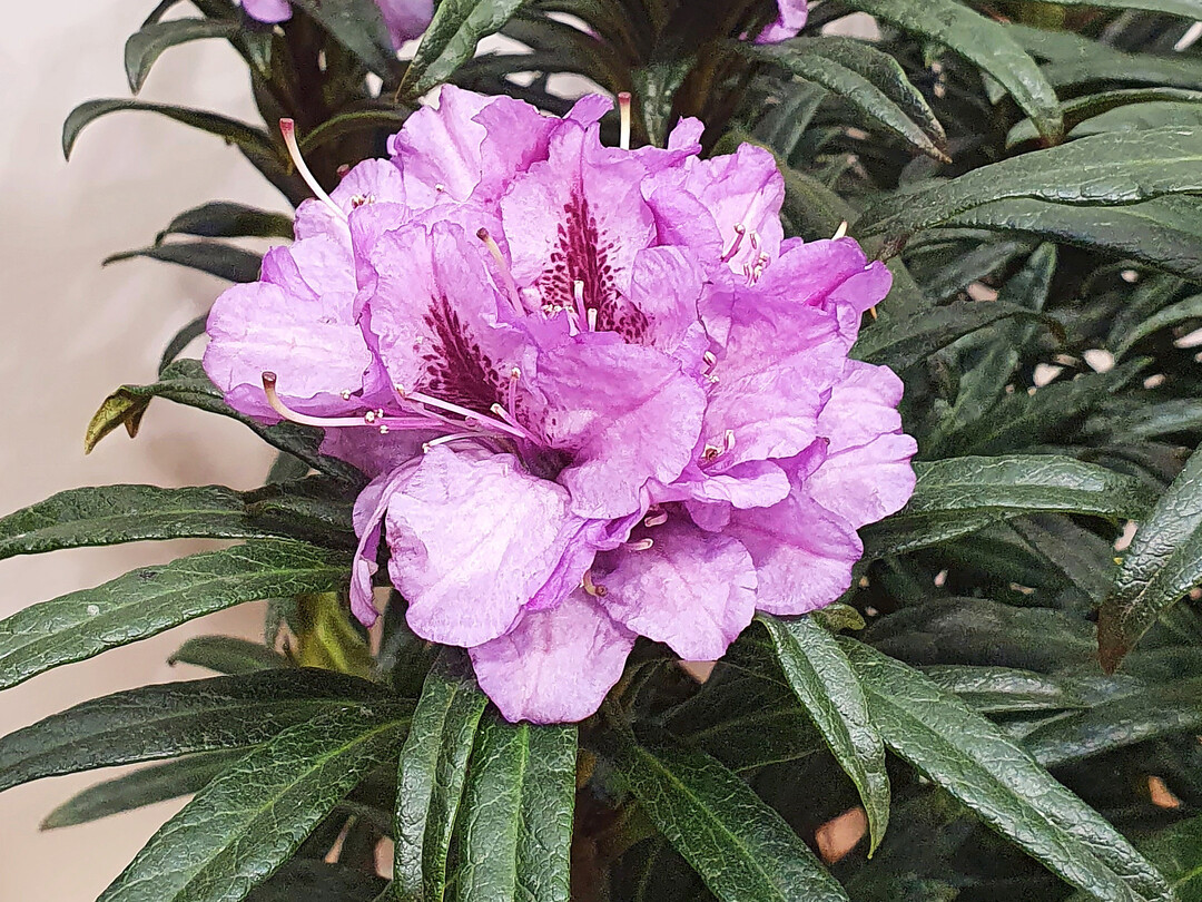 Rhododendron-Hybride "Grazeasy Purple" (Diderk Heinje)