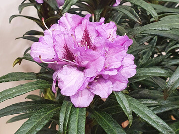 Rhododendron-Hybride "Grazeasy Purple" (Diderk Heinje)