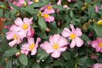 Camellia sasanqua ‘Plantation Pink’