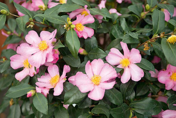 Camellia sasanqua Plantation Pink 