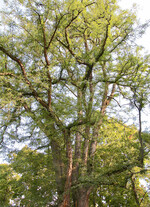 Der starkwachsende und dornige Lederhülsenbaum (Gleditsia triacanthos)