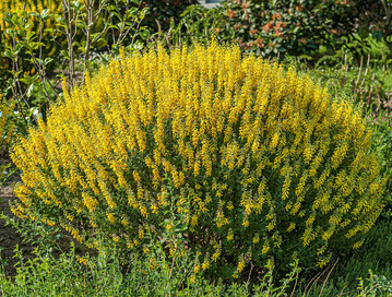 Cytisus nigricans Cyni