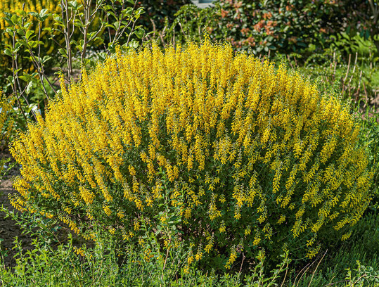 Cytisus nigricans Cyni