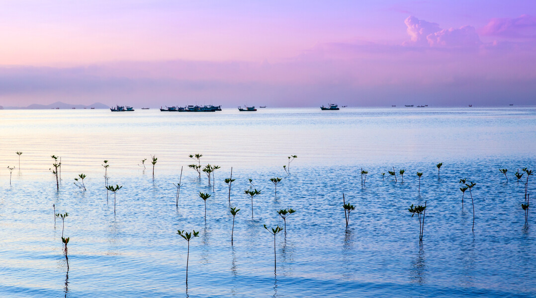 Ein Mangrovenwald wird aufgeforstet als Küstenschutz in Kambodscha, das zeigt das Motiv von Stephen Studd, der in der Kategorie „Plants and Planet“ gewann.