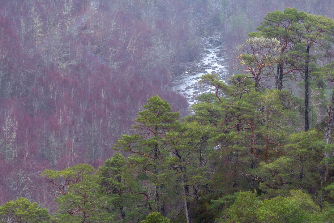 Gewinnerfoto in der Kategorie „Trees, Woods & Forest“: Grant Bullock mit dem Foto „Glen Affic“