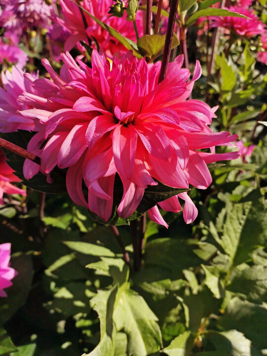 Dahlia "SP 231": Diese Züchtung von Heinz Panzer erhielt als beste Neuheit 2025 den Präsident-Moes-Gedächtnispreis.