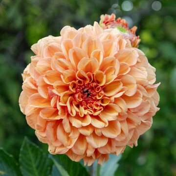 Dahlia "SP 273" wurde mit dem Otto-Bergerhoff-Gedächtnispreis ausgezeichnet.